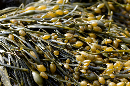 Sea algae photo horizontal macro ascophyllum nodosum background species 