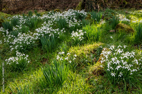 Carpet of Snowdrops