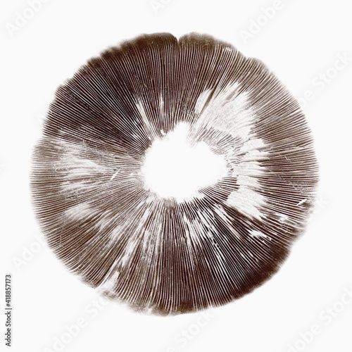 Agaricus mushroom spore print isolated on white background