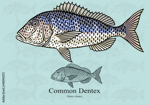 Common Dentex. Common Dentex. Vector illustration with refined details and optimized stroke that allows the image to be used in small sizes (in packaging design, decoration, educational graphics, etc.