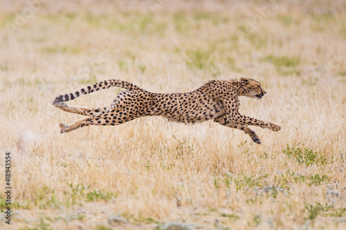 Cheetah hunting in the dry riverbeds of the Kalahari