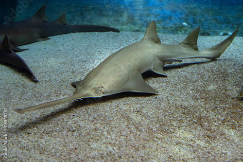 sawfish underwater close up detail