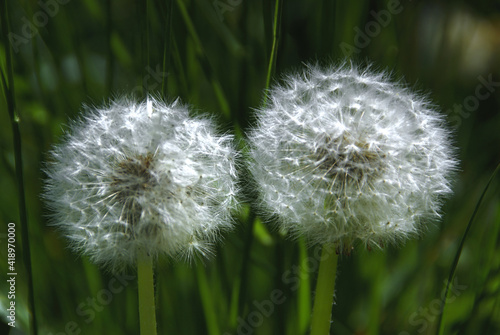 Two dandelions (Taraxacum officinale) among green grass in a spring meadow. Two fluffy dandelions on a green background.
