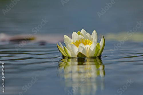 Elegant European white waterlily (Nymphaea alba) and its reflection on the water in Estonian nature