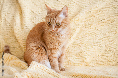 Funny fat ginger cat on a light yellow plaid. High quality photo
