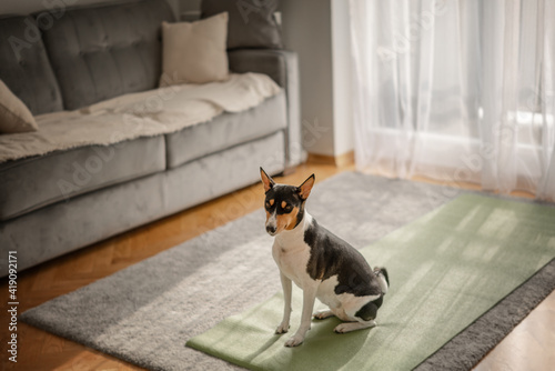 Bassenji dog sitting at home on a yoga mat in the living room, animals and sports concept
