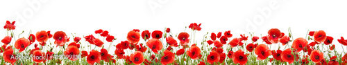 Red poppies isolated on white background