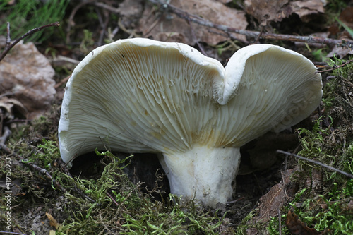 Lactarius bertillonii, fleecy milkcap, wild mushroom from Finland