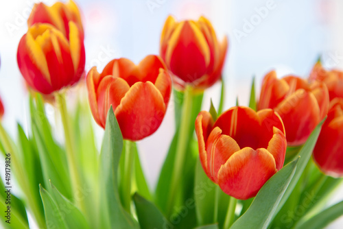 Red tulip flower with green leaf background at sunny spring day for postcard beauty decoration and agriculture concept design