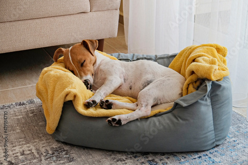 Cute sleepy Jack Russel terrier puppy with big ears resting on a dog bed with yellow blanket. Small adorable doggy with funny fur stains lying in lounger. Close up, copy space, background, top view.