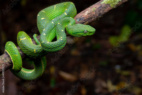 Side Striped Palm Pitviper (Bothriechis lateralis) - Monteverde, Costa Rica