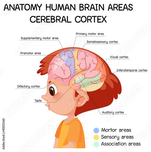 Anatomy human brain areas cerebral cortex with label