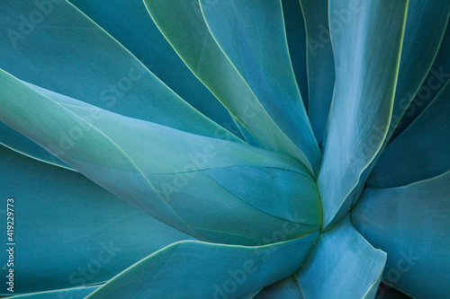 USA, Hawaii, Maui, Kula, agave plant design