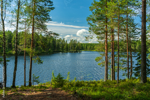 Lush green view from a small lake in a forest in Sweden