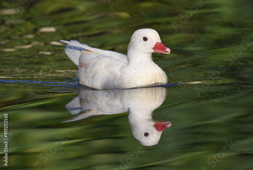 White caroline duck with reflection swimming on a grren pond