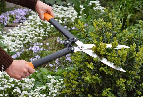 Work in the garden: A gardener is trimming, pruning and shaping boxwood, buxus using hedge shears with blooming flowers, arabis and creeping phlox in the background.