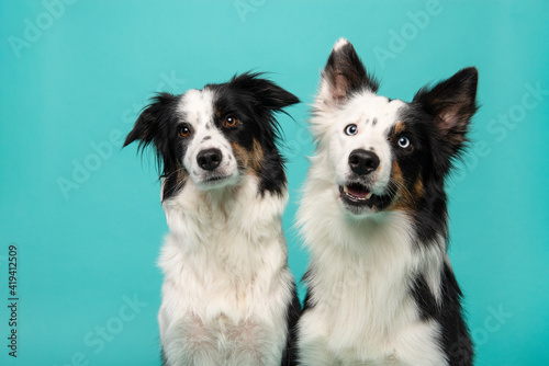 Portrait of two border collie dogs on a turquoise blue background