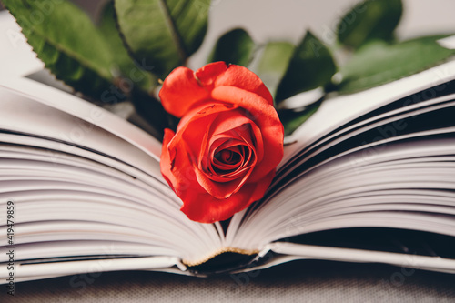 Róża w książce.