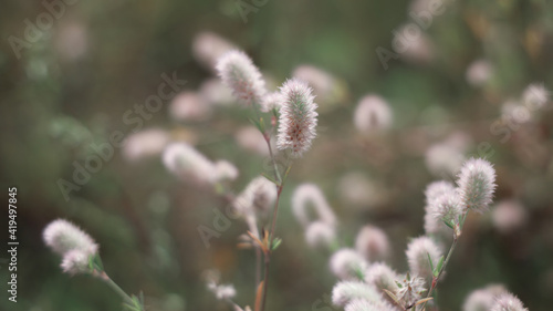 Macro of soft little wildflowers, abstract floral background, soft focus, beautiful fresh meadow, vintage background with little flowers