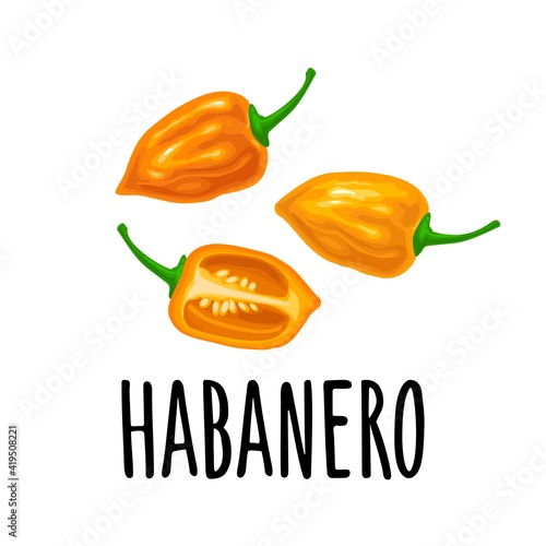 Whole and half pepper habanero. Vector color illustration isolated on white background.