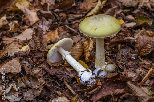 Amanita phalloides poisonous mushroom, commonly known as the death cap