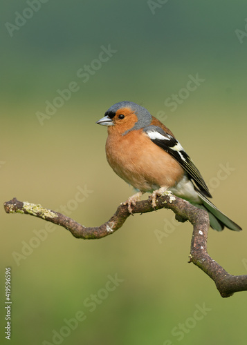 chaffinch perched on a curly branch