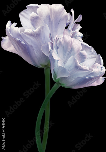 Light purple tulips. Flowers on black isolated background with clipping path. Closeup. no shadows. Buds of a tulips on a green stalk. Nature.