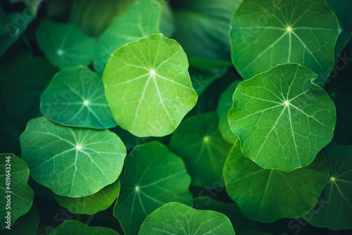 Minimalist nature background with green leaves with veins in sunlight. Beautiful minimal backdrop with leaves of nasturtium in macro. Nature minimalism with greenery. Vivid natural texture of leaves.