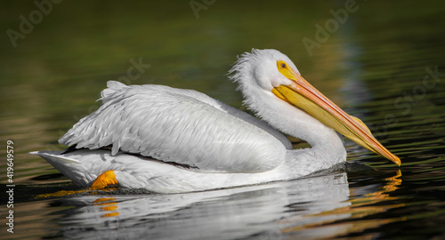 american white pelican (pelecanus erythrorhynchos) swimming in calm water, showing breeding bump, great detail on white feathers 