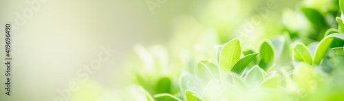 Closeup of green nature leaf on blurred greenery background in garden with bokeh and copy space using as background cover page concept.