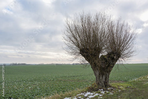Loneley trimmed pollarded willow tree with rough bark and long shoots at the edge of the field under a cloudy sky in cold wet weather, copy space