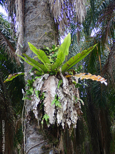 Bird's-nest fern or locally known as paku langsuyar on the trunk of a palm tree. Selective focus points. Blurred background 