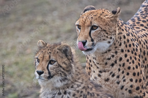 Warsaw ZOO - cheetahs