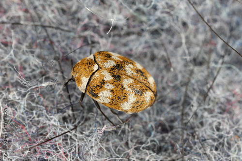 Varied carpet beetle Anthrenus verbasci home and storage pest. The larva of this beetle is a pest of clothes made of natural animal raw materials - leather, wool, hair. Insect on fabric.