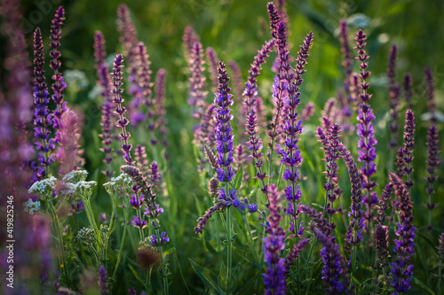 Salvia officinalis