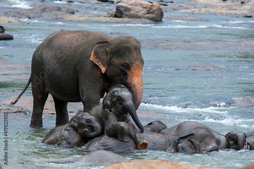 Elephants from the Pinnawala Elephant Orphanage bathe in the Maha Oya River in central Sri Lanka. Twice a day the elephants walk from the orphanage to the river.