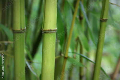 Le bambou