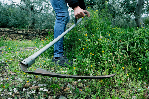 young man mowing the grown grass with a scythe