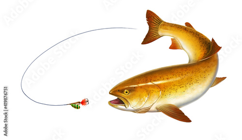 Trout attacks bait spoon spinner. Rainbow gold trout fish on white background. California golden trout delicacy illustration isolate art realistic.