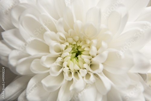 flower white chrysanthemum close-up beautiful petals