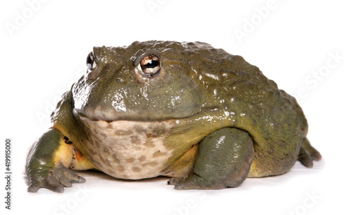 Giant African bullfrog