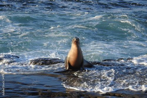 California sea lion enjoying a beautiful day on the rocky shores of La Jolla Cove, in San Diego.