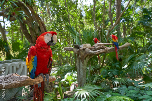 Guacamayas