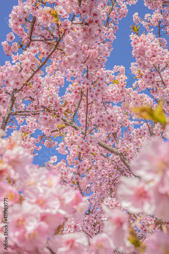 桜 Sakura cherry blossoms in Tokyo, Japan