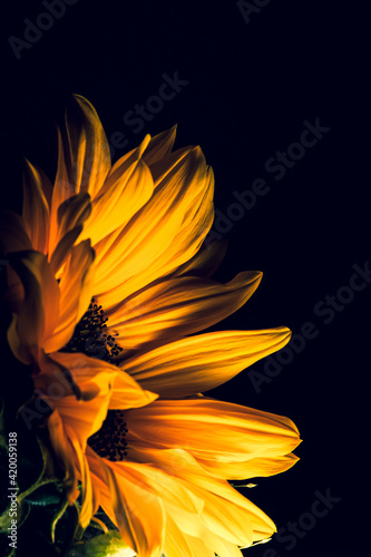 Podświetlony kwiat słonecznika.
