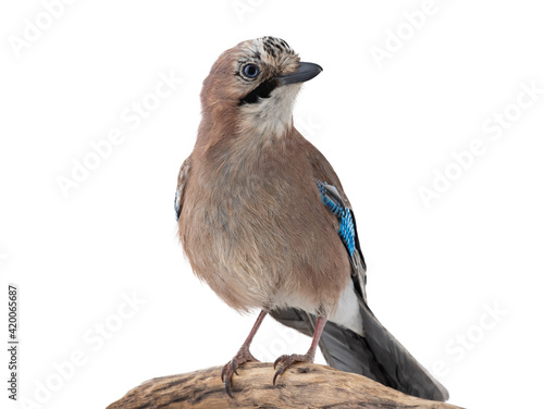 jay bird sitting on a tree branch isolated on white background