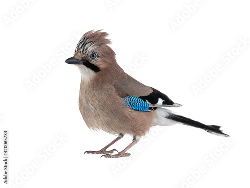 beautiful jay isolated on white background