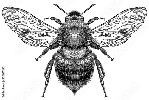 Engrave isolated bumblebee hand drawn graphic illustration