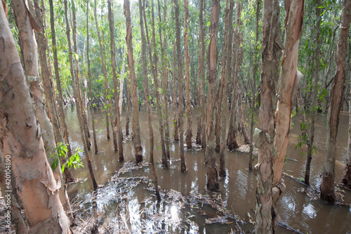 jungle at the mekong river in Vietnam