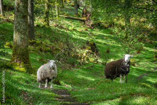 Two sheep in spring woodland 1786